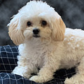 Maltipoo Love Photograph by Karen Zuk Rosenblatt Maltipoo Love Photograph by Karen Zuk Rosenblatt