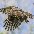 Mama Barred owl Getting Out Photograph by Puttaswamy Ravishankar