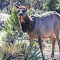 Mama Mule Deer by Pamela McDaniel