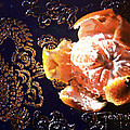 Mandarin Painting by Dianna Ponting Mandarin Painting by Dianna Ponting
