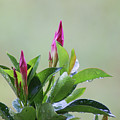 Mandevilla Drops Photograph by Heather E Harman Mandevilla Drops Photograph by Heather E Harman