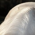 Mane Abstract Photograph by Karen Rispin Mane Abstract Photograph by Karen Rispin