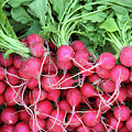 Many Bunches Of Radish Photograph by Mikhail Kokhanchikov Many Bunches Of Radish Photograph by Mikhail Kokhanchikov