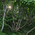 Maple Forest at Lily Point by Michael Russell