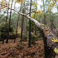 Maple leaves on a tree branch in autumn. Fall season in a forest. Photograph by Michalakis Ppalis Maple leaves on a tree branch in autumn. Fall season in a forest. Photograph by Michalakis Ppalis