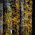 Maple tree with bright yellow falling leaves in autumn. Photograph by Michalakis Ppalis Maple tree with bright yellow falling leaves in autumn. Photograph by Michalakis Ppalis