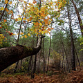 Maple tree with yellow leaves in autumn in a forest . Troodos Cyprus Photograph by Michalakis Ppalis Maple tree with yellow leaves in autumn in a forest . Troodos Cyprus Photograph by Michalakis Ppalis