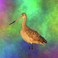 Marbled Godwit Photograph by Mingming Jiang Marbled Godwit Photograph by Mingming Jiang