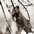 Mare and Apple Tree by Carien Schippers