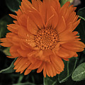 Marigold Photograph by Anamar Pictures Marigold Photograph by Anamar Pictures