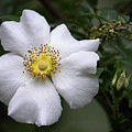 Marsh Rose by Jim Miller