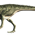 Masiakasaurus Isolated on a White Background Digital Art by Daniel Eskridge Masiakasaurus Isolated on a White Background Digital Art by Daniel Eskridge