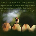 Mathew 6 26 Birds of the air by Colleen Cornelius