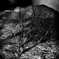 McKittrick Canyon Tree by George Taylor