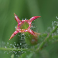 Meadow Beauty After Flowering Photograph by Karen Rispin Meadow Beauty After Flowering Photograph by Karen Rispin