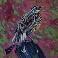 Meadowlark Silent Spring by Phil Chadwick