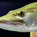 Mean Muskie Photograph by Lens Art Photography By Larry Trager Mean Muskie Photograph by Lens Art Photography By Larry Trager