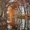Medina River Cypress Photograph by Michael Tidwell Medina River Cypress Photograph by Michael Tidwell