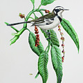 Mekkong Wagtail by Barry Kent MacKay