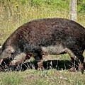 Mentalists Pigs at The RSPB Reserve at Arne Wareham on the Dorset Coast. by Gordon James