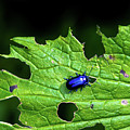 Metallic Blue Leaf Beetle On Green Leaf With Holes Photograph by Andreas Berthold Metallic Blue Leaf Beetle On Green Leaf With Holes Photograph by Andreas Berthold