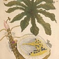 Metamorphosis Insectorum 40 by Maria Sibylla Merian