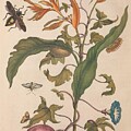 Metamorphosis Insectorum 41 by Maria Sibylla Merian
