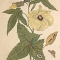 Metamorphosis Insectorum 42 by Maria Sibylla Merian