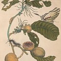 Metamorphosis Insectorum 43 by Maria Sibylla Merian