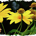 Mexican Sunflower Digital Art by Chauncy Holmes Mexican Sunflower Digital Art by Chauncy Holmes