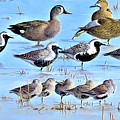 Migrants at Hillman's Marsh Painting by Barry MacKay