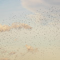 MIgrating Birds In The Sky Photograph by Amelia Pearn MIgrating Birds In The Sky Photograph by Amelia Pearn