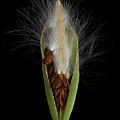 Milkweed Pod 2 Photograph by Endre Balogh Milkweed Pod 2 Photograph by Endre Balogh