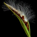 Milkweed Pod 3 Photograph by Endre Balogh Milkweed Pod 3 Photograph by Endre Balogh