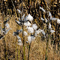 Milkweed Photograph by Tom Singleton Milkweed Photograph by Tom Singleton