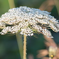 Milkweed Umbrella Photograph by Marc Champagne Milkweed Umbrella Photograph by Marc Champagne