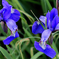 Mini Purple Iris with Raindrops by E Faithe Lester