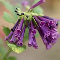 Mini Trumpet Flowers Photograph by Mingming Jiang Mini Trumpet Flowers Photograph by Mingming Jiang