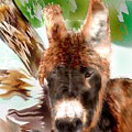 Miniature Donkey Mixed Media by Pamela Calhoun Miniature Donkey Mixed Media by Pamela Calhoun