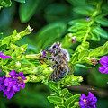 Mining Bee In Mexican Heather Photograph by DB Hayes Mining Bee In Mexican Heather Photograph by DB Hayes