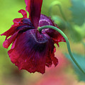 Mist Kissed Photograph by Mary Anne Delgado Mist Kissed Photograph by Mary Anne Delgado