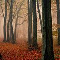 Misty Autumn Forest by Evgeni Dinev
