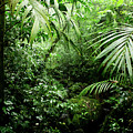 Misty Rainforest Creek Photograph by Nicklas Gustafsson Misty Rainforest Creek Photograph by Nicklas Gustafsson