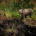 Moma Bear on North Fork Photograph by Craig J Satterlee Moma Bear on North Fork Photograph by Craig J Satterlee