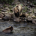 Moma Bear Scolding Baby Bear Photograph by Craig J Satterlee Moma Bear Scolding Baby Bear Photograph by Craig J Satterlee