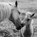 Momma's kisses are best Photograph by Jamie Tyler Momma's kisses are best Photograph by Jamie Tyler