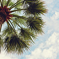 Monaco Palm Photograph by Melanie Alexandra Price Monaco Palm Photograph by Melanie Alexandra Price