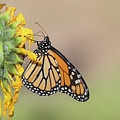Monarch 2019-7 Photograph by Thomas Young Monarch 2019-7 Photograph by Thomas Young
