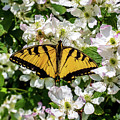 Monarch Butterfly Photograph by Louis Dallara Monarch Butterfly Photograph by Louis Dallara