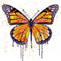 Monarch Butterfly watercolor Painting by Marian Voicu Monarch Butterfly watercolor Painting by Marian Voicu